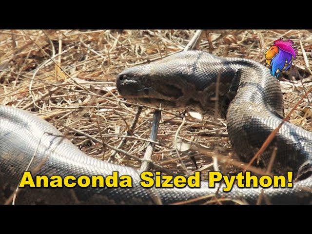 Biggest Snake in Africa | Wildest Kruger Sightings