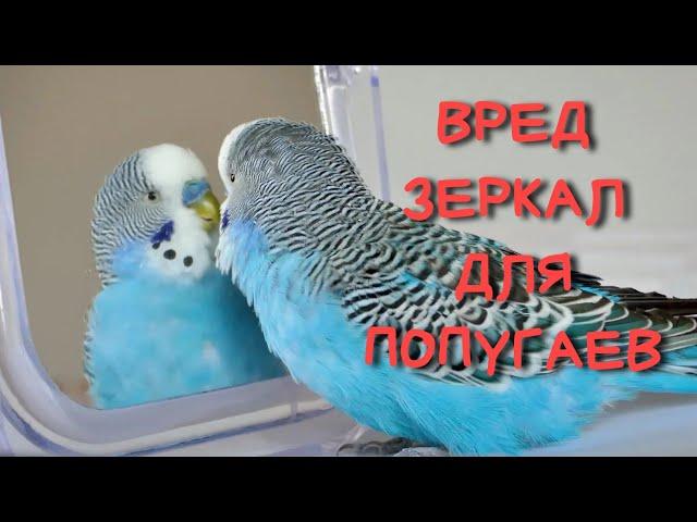 ️ЗЕРКАЛО попугаю НЕЛЬЗЯ! Поясню на примере #зеркало #попугай