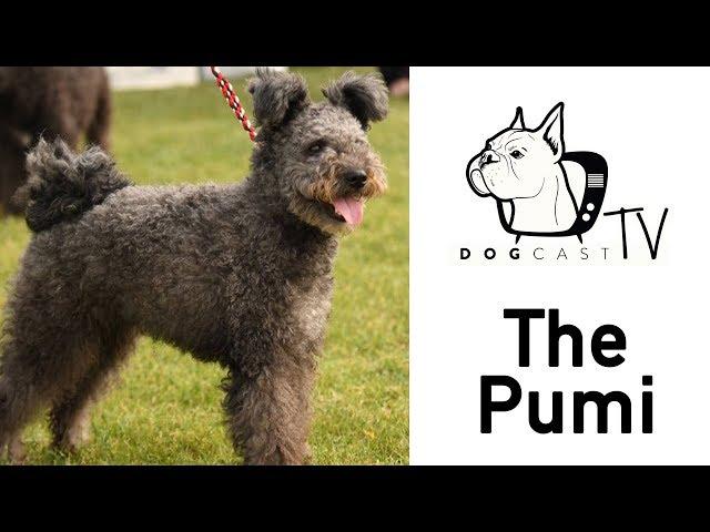 The Pumi Dog - DogCast TV S02E12