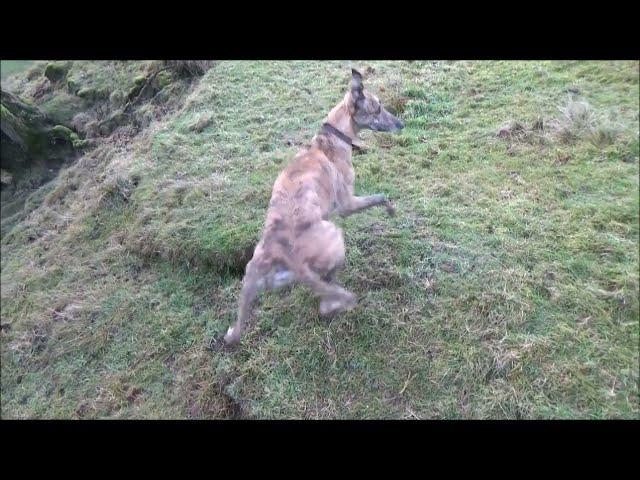 ferreting with the whippet greyhound