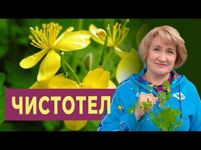 Чистотел – дарующий телу чистоту