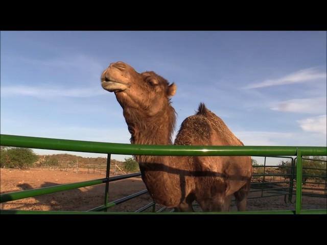 The camels broke another fence! Do camels love triangles? (VLOG)