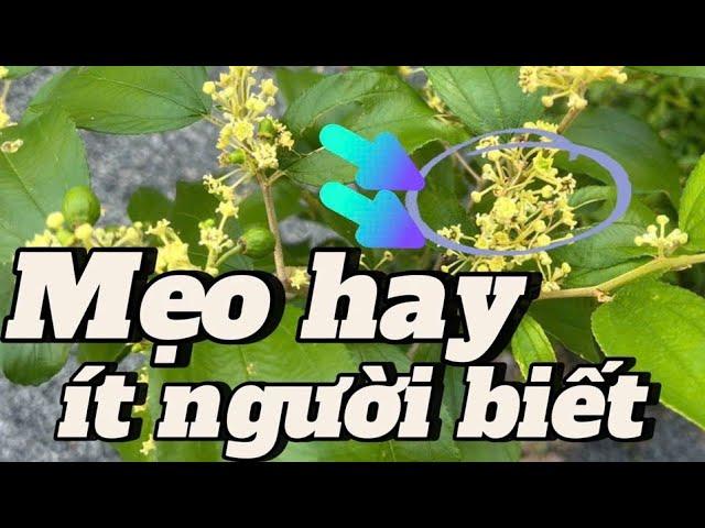 EP 221 : Cách này biến tất cả cây trồng tốt nhanh như tên lửa mà không ai biết.