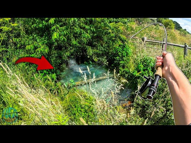 Fly Fishing Farm Fields for Trout!! (Brook Trout Conservation - WV trout fishing)