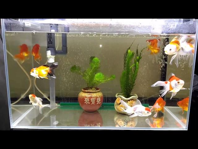 2尺乾溼兩用過濾器水族缸