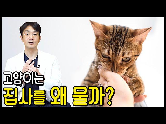 고양이가 집사를 물면 어떻게 해야 할까요? 고양이의 공격성의 다양한 원인과 해결방법.