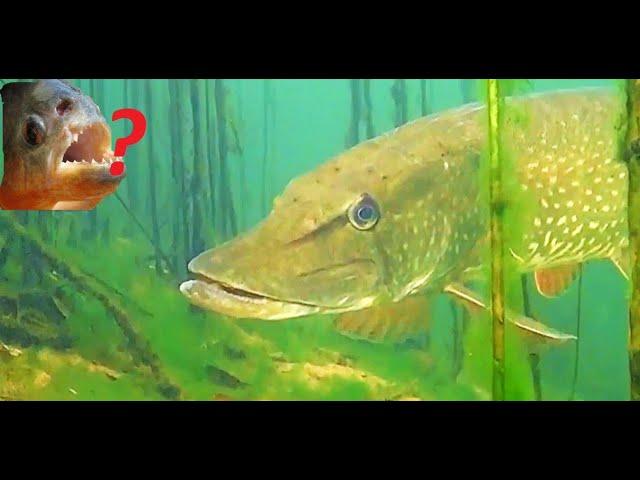 How does a pike attack under water? 6 Unusual Pike Attacks! shots underwater net / Fishing 2022