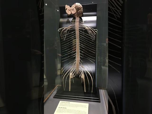 Body Worlds Decoded - The Tech Interactive - San Jose