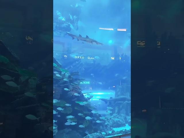 Dubai Aquarium #dubaimall #dubaimallaquarium #fishes #worldlargest #aquarium #uae