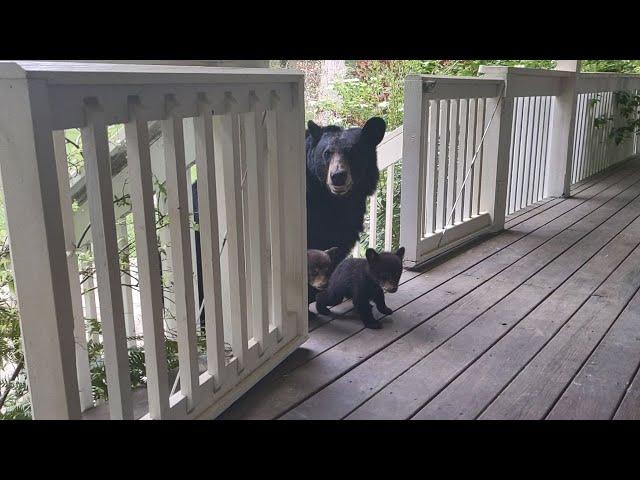 OMG! BEAR SIMONE BROUGHT HER FIRST CUBS!