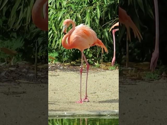  "Pink elegance the greater flamingos soaring high nature's "#Greater Flamingo#shortvideo #nature