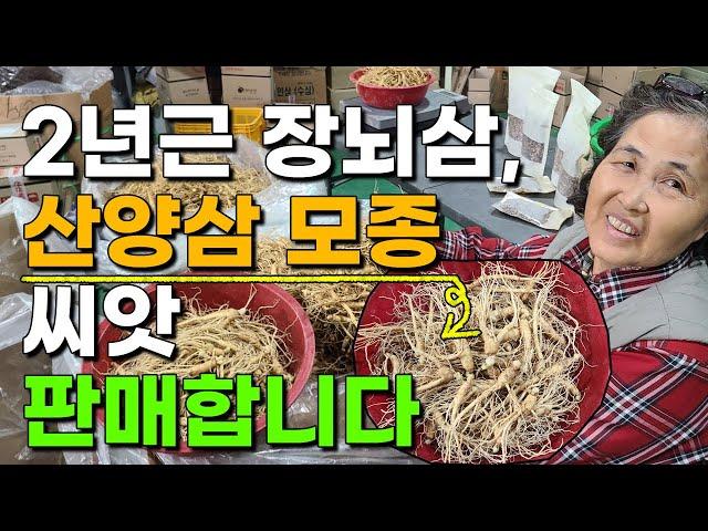 2년근 장뇌삼모종 산양삼모종 모종 씨앗 판매합니다[산지직송] 인삼씨앗 장뇌삼씨앗 산양삼씨앗 산삼씨앗