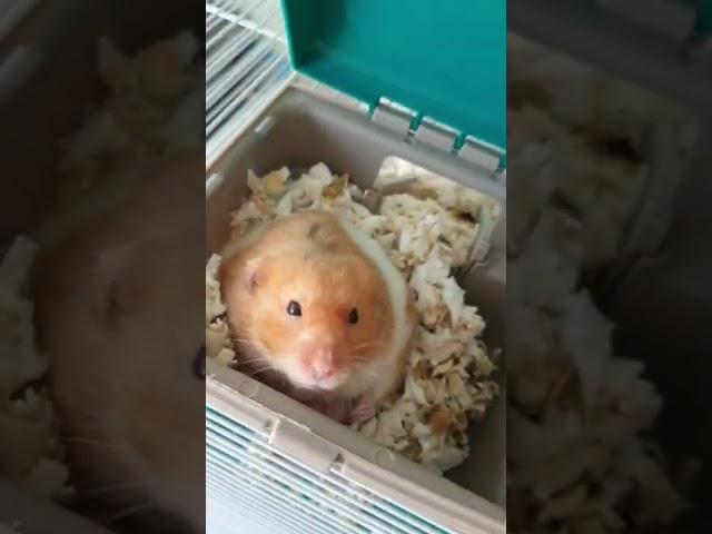 This Is My Other Pet Hamster