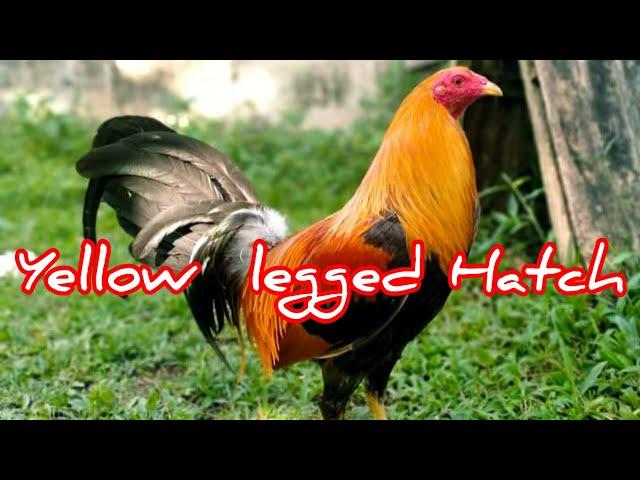 Yellow Legged Hatch|Tagalog