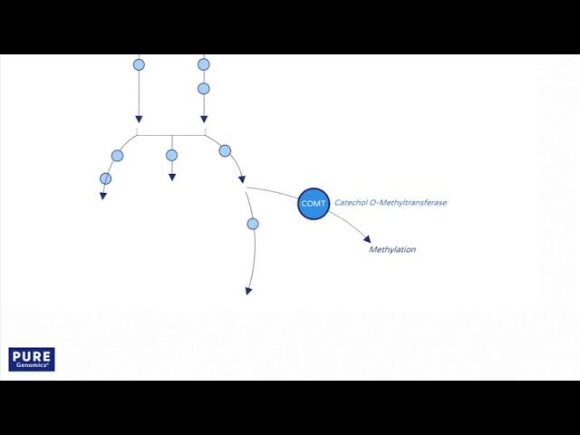 Estrogen Metabolism Trait - Pure Encapsulations