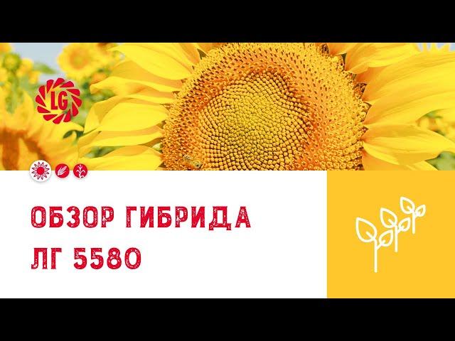 Обзор гибрида ЛГ 5580 / Гибрид подсолнечника