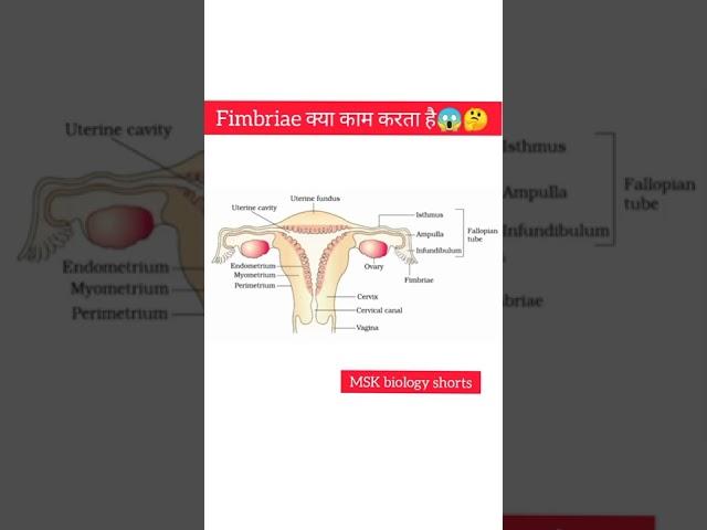fimbriae क्या hota hai #msk Biology #shorts