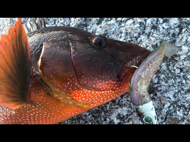 These Fish Live in The ROUGHEST of Areas | Chasing FISH in Winter Using WEEDLESS Soft Plastics