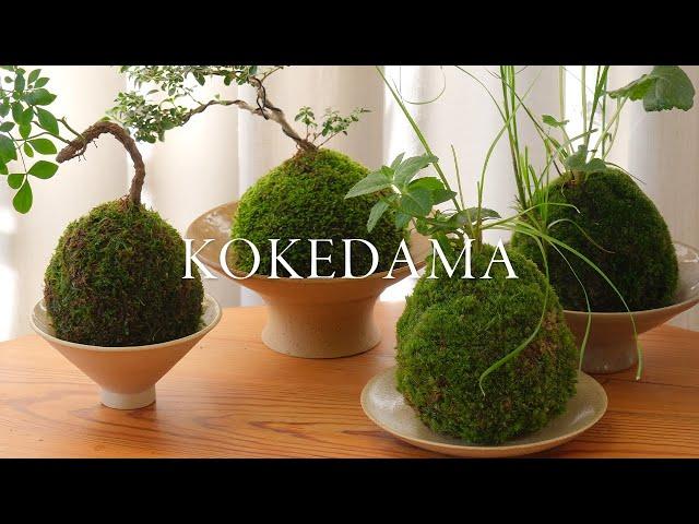 How to Make Kokedama | tutorial and care, live moss ball houseplant