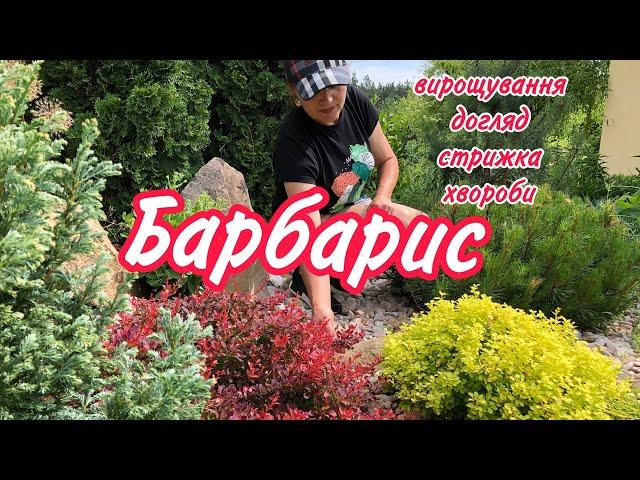 БАРБАРИС. Вирощування,догляд,стрижка,хвороби.Препарати для лікування та підживлення.САД.ДАЧА.