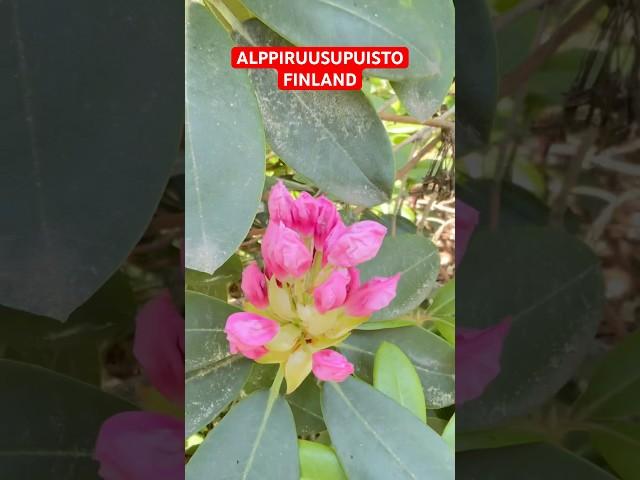 Place to visit in FINLAND #everyone #finland #highlights #barf #barfwala #ice #nature #snow