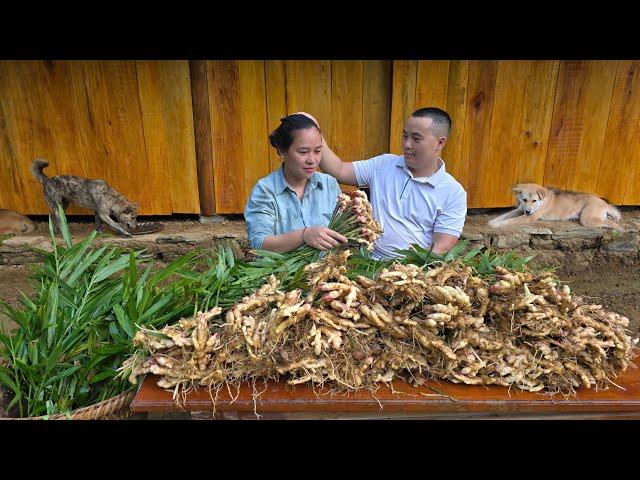 "Husband Loves All: Helping His Pregnant Wife Harvest Ginger & Go to the Market - Loving Happiness"