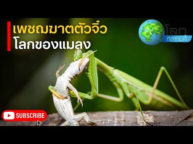 สารคดีโลกหลากมิติ ตอน โลกของแมลง เพชฌฆาตตัวจิ๋ว | สารคดี สารคดีสัตว์โลก