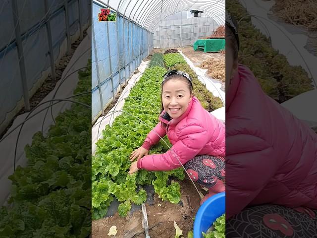 12월에 상추 부자된날 #들깨아줌마 #춤추는농사꾼 #최강동안농장 #생들기름짜는농장 #국산들깨