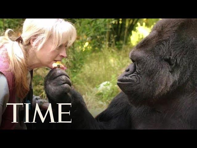 Koko, The Cat-Loving Gorilla Who Learned Sign Language, Dies At 46 | TIME