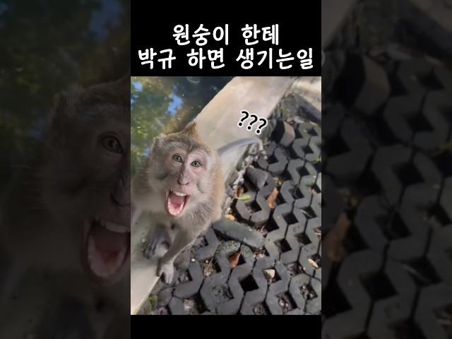 원숭이를 화나게 해선 안돼