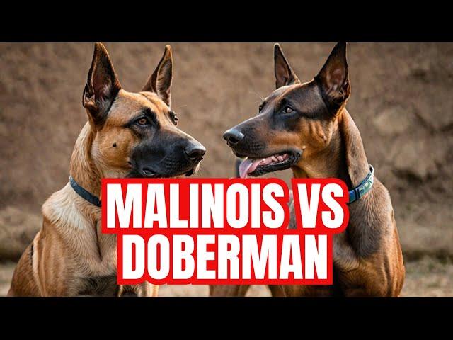 Belgian Malinois VS Doberman: THE ULTIMATE BREED COMPARISON! | Dog Training | Malinois