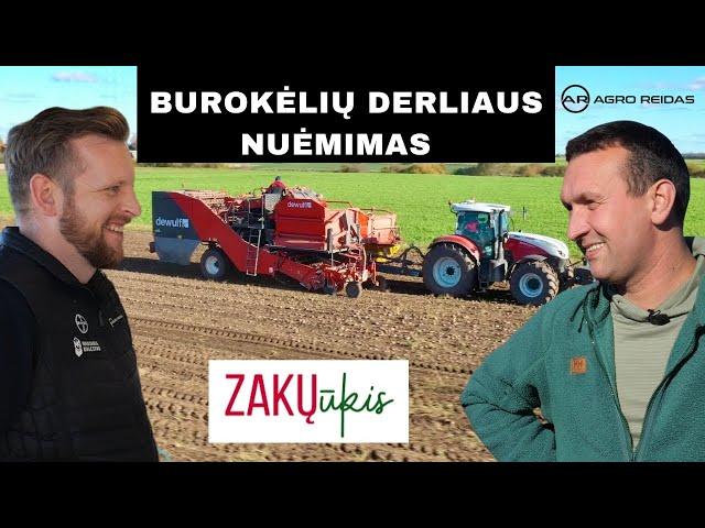 Burokėlių derliaus nuėmimas Zakų ūkyje || AGRO REIDAS