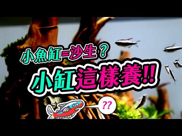 7分鐘學會小缸無痛造景 HOW TO make a mini fish tank