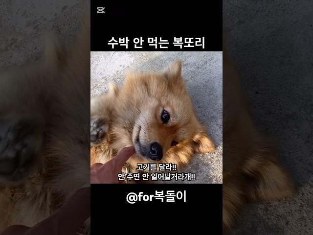 수박 안 먹는 시골개 복돌이 #愛犬 #강아지브이로그 #강아지일상 #for복돌이