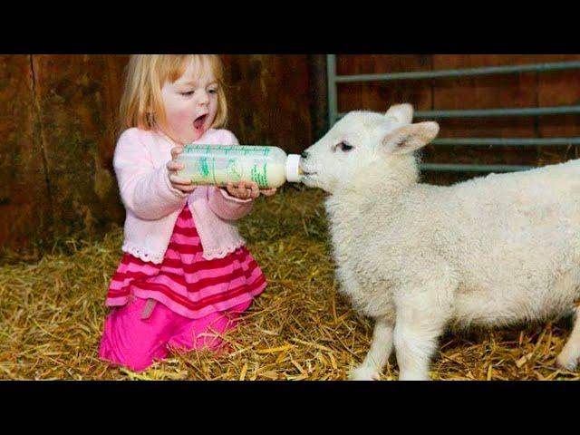 Cute Moment Between a Little Friend Taking Care of a Sheep