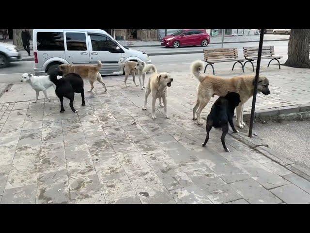 SOKAK KÖPEKLERİ KIZAN SÜRÜSÜNDE ORTALIĞI BİRBİRİNE KATTI