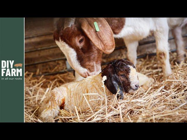 FIRST GOAT KIDS ARE HERE! - Our first ever kidding  Caught on CAMERA!