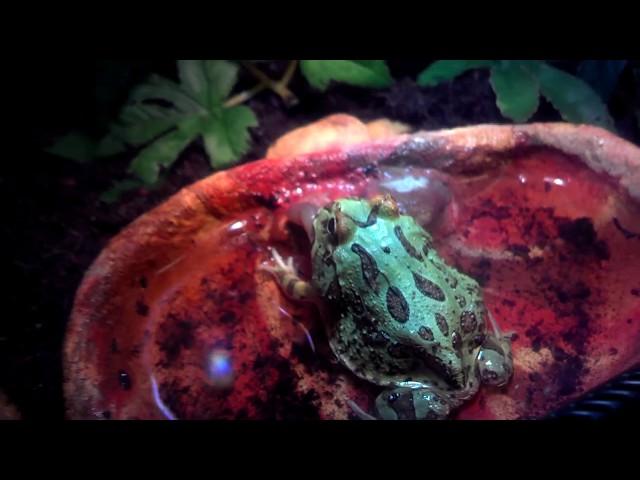 C. Cranwelli Horned frog (pacman frog) eats nightcrawler