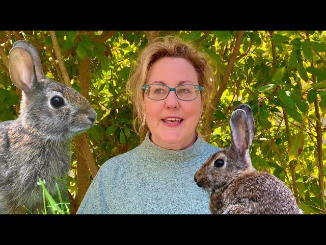 Best Rabbit Repellents For Your Garden