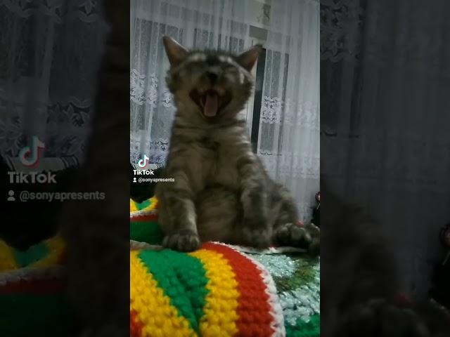 Милое создание, которое нам поднимает настроение 