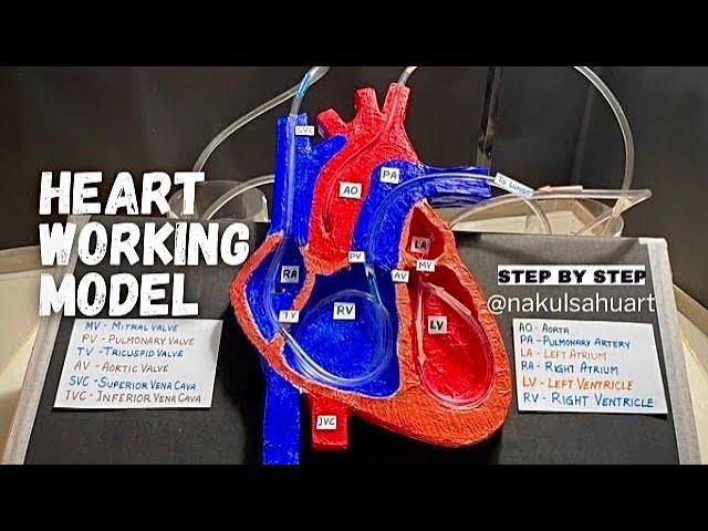 Human Heart working model _ 3d model #science #biology #medical project_NakulSahuArt