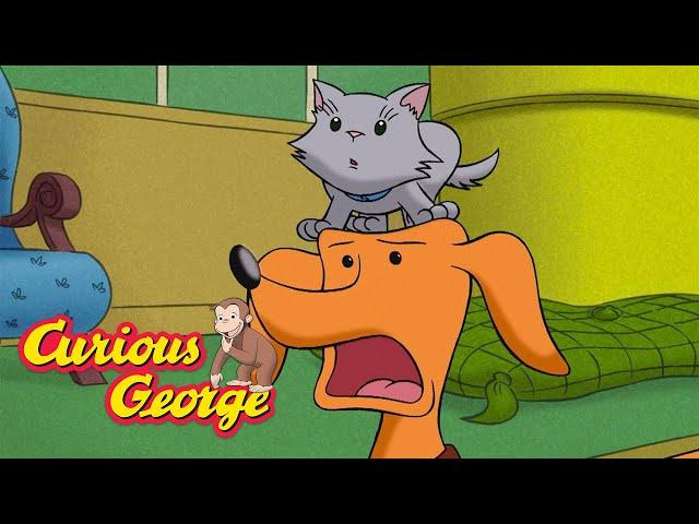 Hundley Is Allergic to Cats  Curious George  Kids Cartoon  Kids Movies