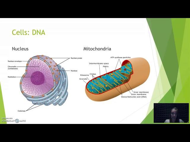 Maternal & Paternal Lineage: DNA