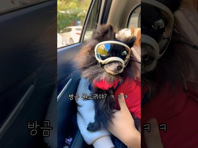 참을성 제로 강아지 끝판왕!!