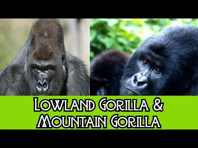 Lowland Gorilla & Mountain Gorilla - The Differences