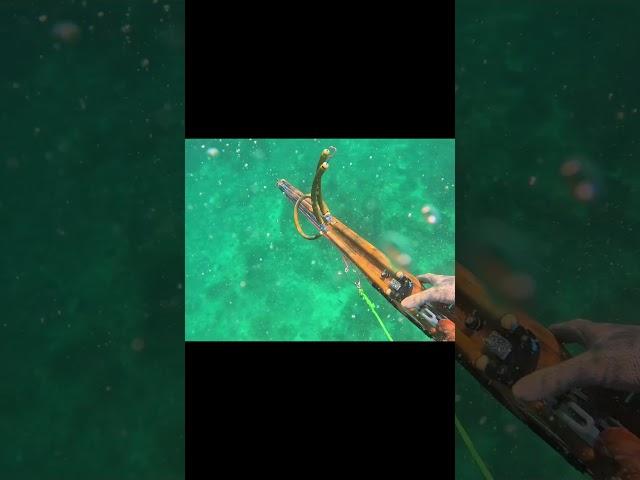 started Hunting #spearfishing #fishing #underwater #dunialaut #seafood #fyp #viralvideo #shorts