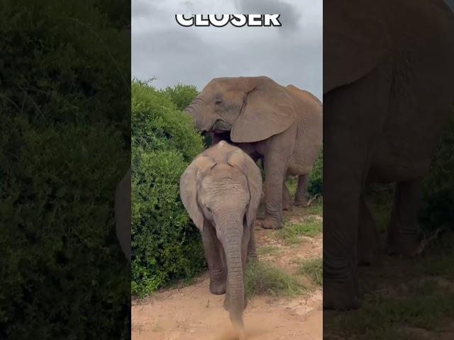 Too Close to Elephants  #safari #easterncape #Addo