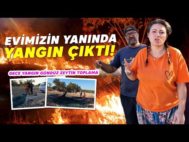 Yangın Var! Zeytin Toplama: İlk Zeytinyağlarımızı Aldık!