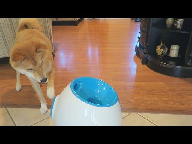 HELP! Dog SCARED of iFetch Toy! [Part 1] | Shiba Inu Tricky Thursday