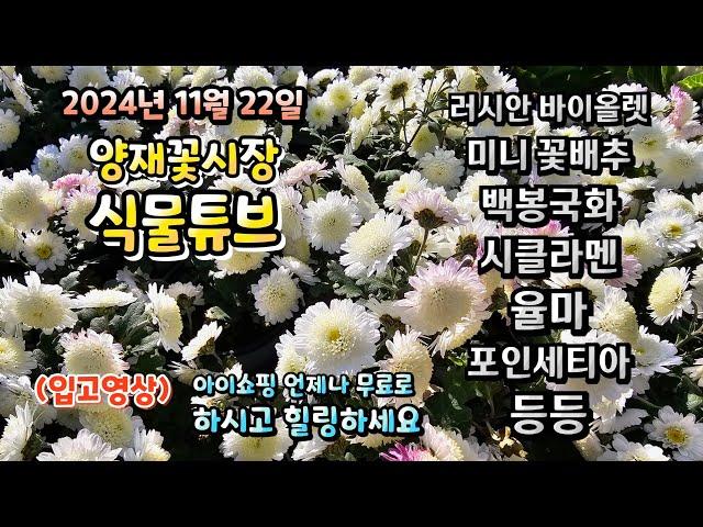 양재꽃시장 식물튜브 24년 11월 22일 입고영상 시청 하시면서 힐링타임 되세요~  #양재꽃시장 #식물튜브 #월동 #관엽 #식물아빠